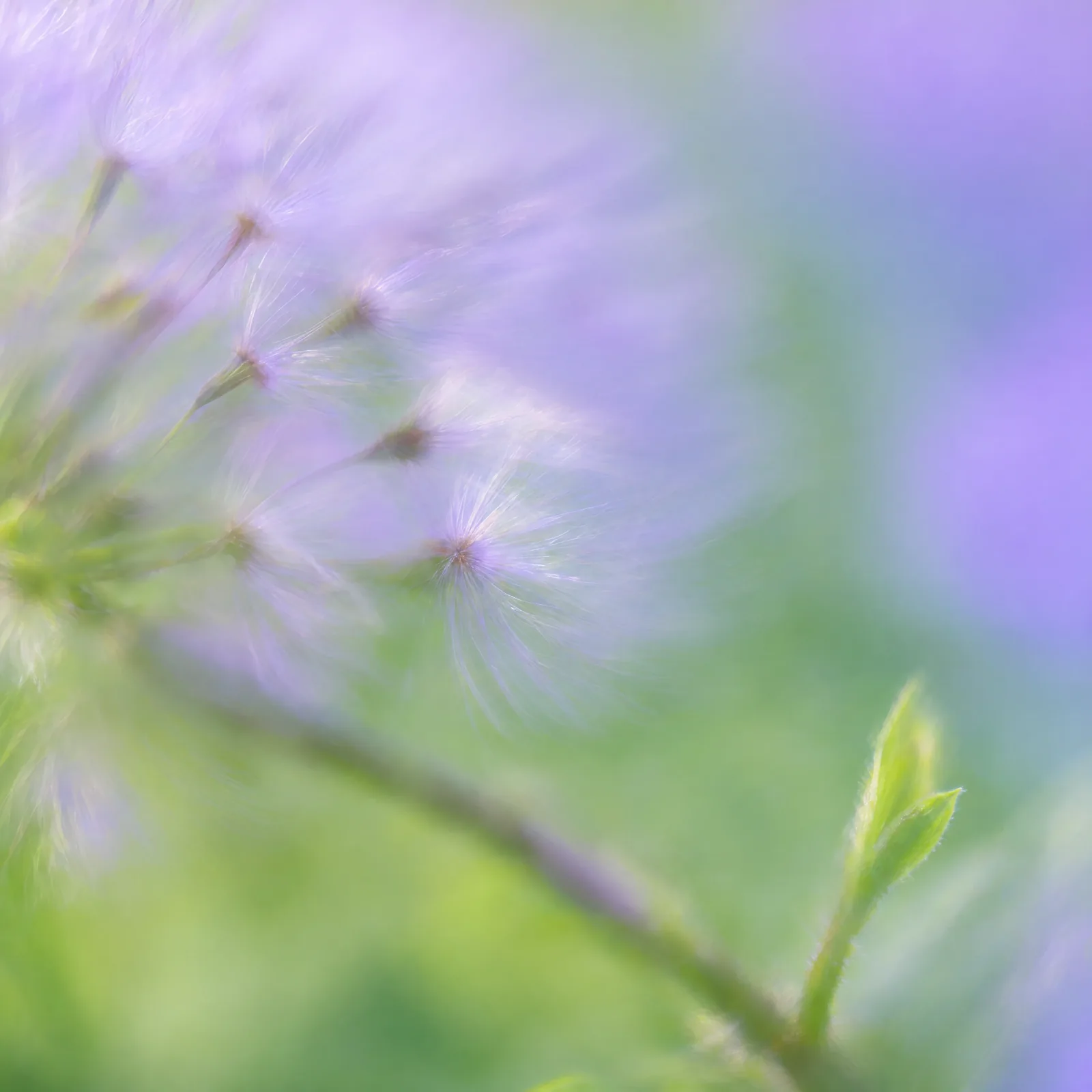 The eternal complement — 01k Seedhead card